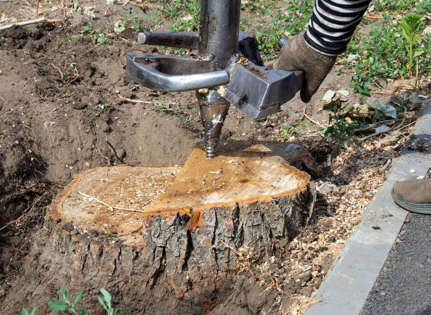 GFX Ground Effects removing stump with Tree Surgery in Preston