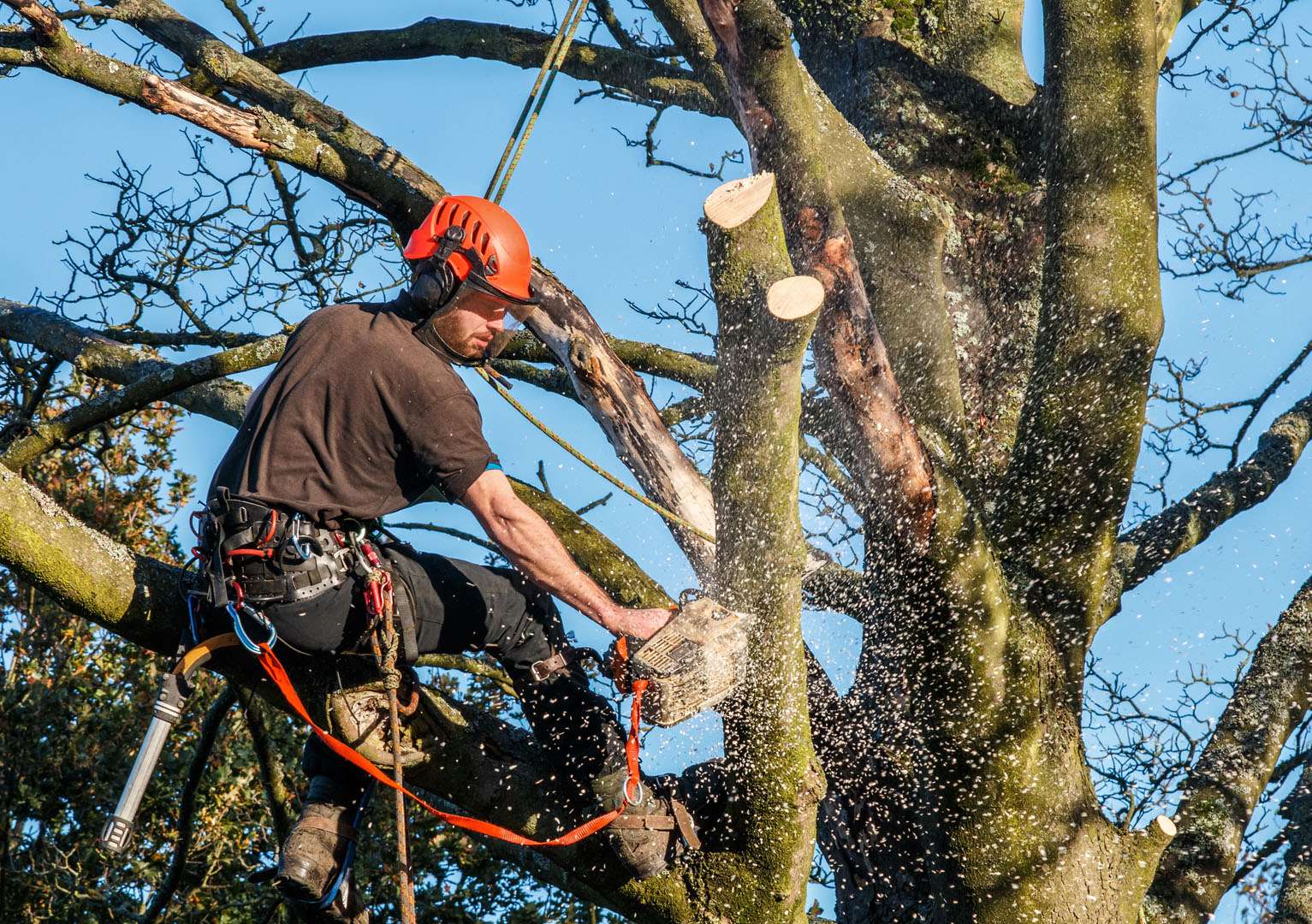 Crown Reduction for Tree Surgery in Preston by GFX Ground Effects